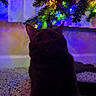 cat, black_cat, christmas_tree, holiday_lights, colorful_lights, carpet, indoor, pet, festive, decorations, night, reflection, closeup, animal, whiskers, ears, dark, shadow, cozy, background