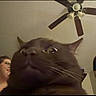 cat, people, indoor, living_room, ceiling_fan, portrait, close_up, low_angle, funny, grumpy, whiskers, fur, eyes, ears, animal, home, background, standing, smiling, photography