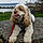 Alfie