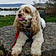 Alfie