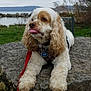 Alfie is registered to the contest to win money with this photo: animal, cloudy_sky, collar, curly_ears, dog, fur, grass, lake, landscape, leash, nature, outdoor, pet, red_leash, resting, rock, scenic, tongue, trees, water