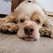 Alfie is registered to the contest to win money with this photo: animal, canine, close_up, cute, dog, domestic_animal, floor, fur, indoors, laying, long_ears, lying_down, mammal, nosedetail, pet, portrait, relaxed, sleepy, tiled_floor, whiskers