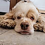 animal, canine, close_up, cute, dog, domestic_animal, floor, fur, indoors, laying, long_ears, lying_down, mammal, nosedetail, pet, portrait, relaxed, sleepy, tiled_floor, whiskers