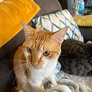 Ryan is registered to the contest to win money with this photo: animal, blanket, cat, companion, couch, cozy, domestic_animal, fur, furniture, indoor, orange_cat, patterned_pillow, pet, pillow, relaxing, resting, soft_texture, tabby_cat, whiskers, yellow_cushion