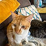 animal, blanket, cat, companion, couch, cozy, domestic_animal, fur, furniture, indoor, orange_cat, patterned_pillow, pet, pillow, relaxing, resting, soft_texture, tabby_cat, whiskers, yellow_cushion