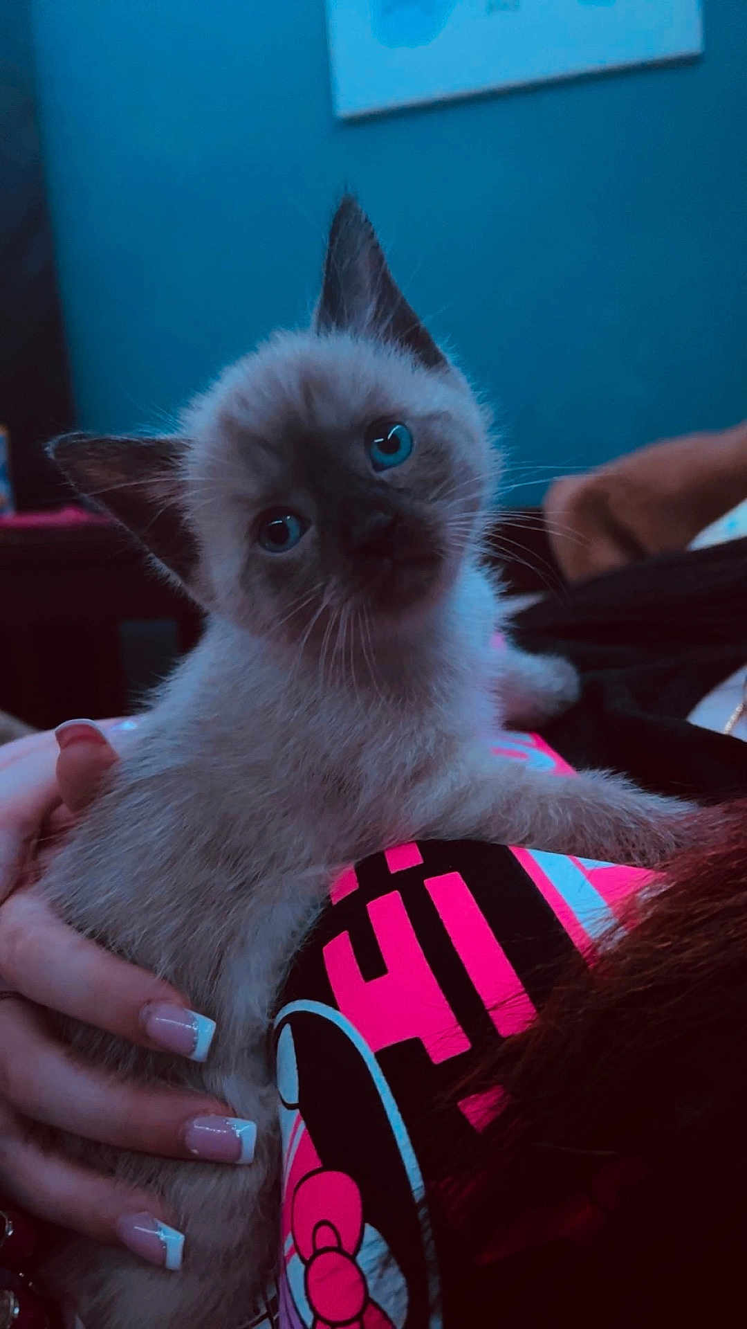 Sapphire joined the competition — help win amazing prizes! kitten, cat, blue_eyes, whiskers, fur, hand, human_hand, french_manicure, nails, tshirt, graphic_print, indoor, portrait, close_up, pet, cute, relaxed, soft_lighting, background_wall, domestic_cat