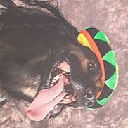 Sultan participe au concours pour gagner de l'argent avec cette photo : dog, tongue, hat, braids, black_dog, carpet, pet, animal, happy, closeup, mouth, teeth, canine, playful, indoors, fur, colorful, headwear, expression, tongue_out