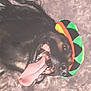 dog, tongue, hat, braids, black_dog, carpet, pet, animal, happy, closeup, mouth, teeth, canine, playful, indoors, fur, colorful, headwear, expression, tongue_out