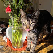 Mr.snuggles is registered to the contest to win money with this photo: black_and_white_cat, cat, domestic_cat, feline, flower_vase, flowers, glass_vase, green_eyes, household, indoor, licking, orange_cloth, pet, plant_stems, relaxed, shadow, sunlight, tabby_cat, table, wooden_chair