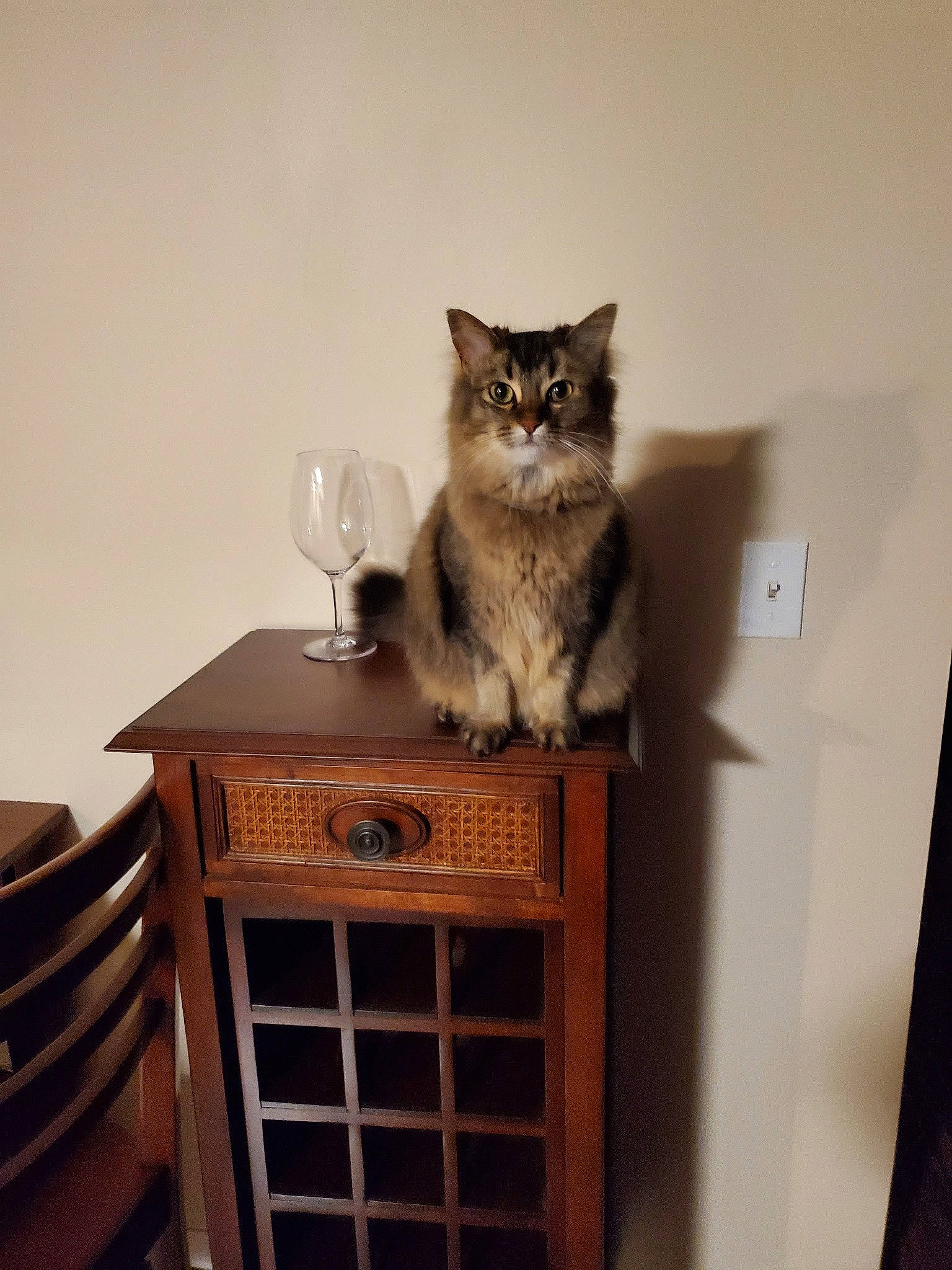 Gypsie joined the competition — help win amazing prizes! american_shorthair, asian, british_semi_longhair, carnivore, cat, domestic_short_haired_cat, european_shorthair, fawn, felidae, furniture, mammal, norwegian_forest_cat, ragamuffin, siberian, small_to_medium_sized_cats, whiskers