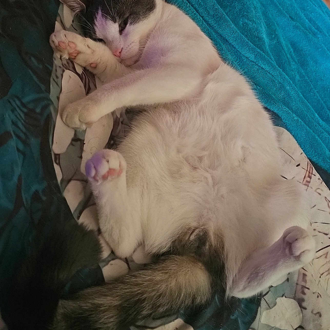 Mr. Purrbox joined the competition — help win amazing prizes! animal, bed, blanket, cat, comfort, cozy, cute, domestic, feline, fur, indoor, paw, pet, pink_paw_pads, relaxed, resting, sleeping, soft, tail, whiskers