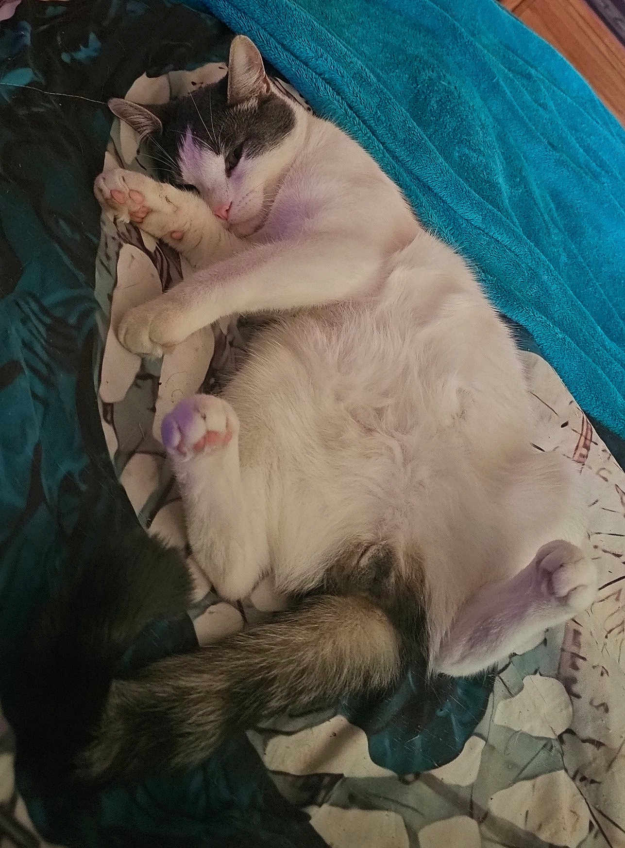 Mr. Purrbox joined the competition — help win amazing prizes! cat, sleeping, relaxed, paw, fur, tail, blanket, bed, indoor, cozy, resting, cute, animal, pet, whiskers, pink_paw_pads, soft, comfort, domestic, feline