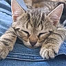 kitten, cat, sleeping, closeup, paws, fur, denim, jeans, cozy, cute, resting, pet, animal, tabby, whiskers, ears, soft, cute_animal, feline, relaxing