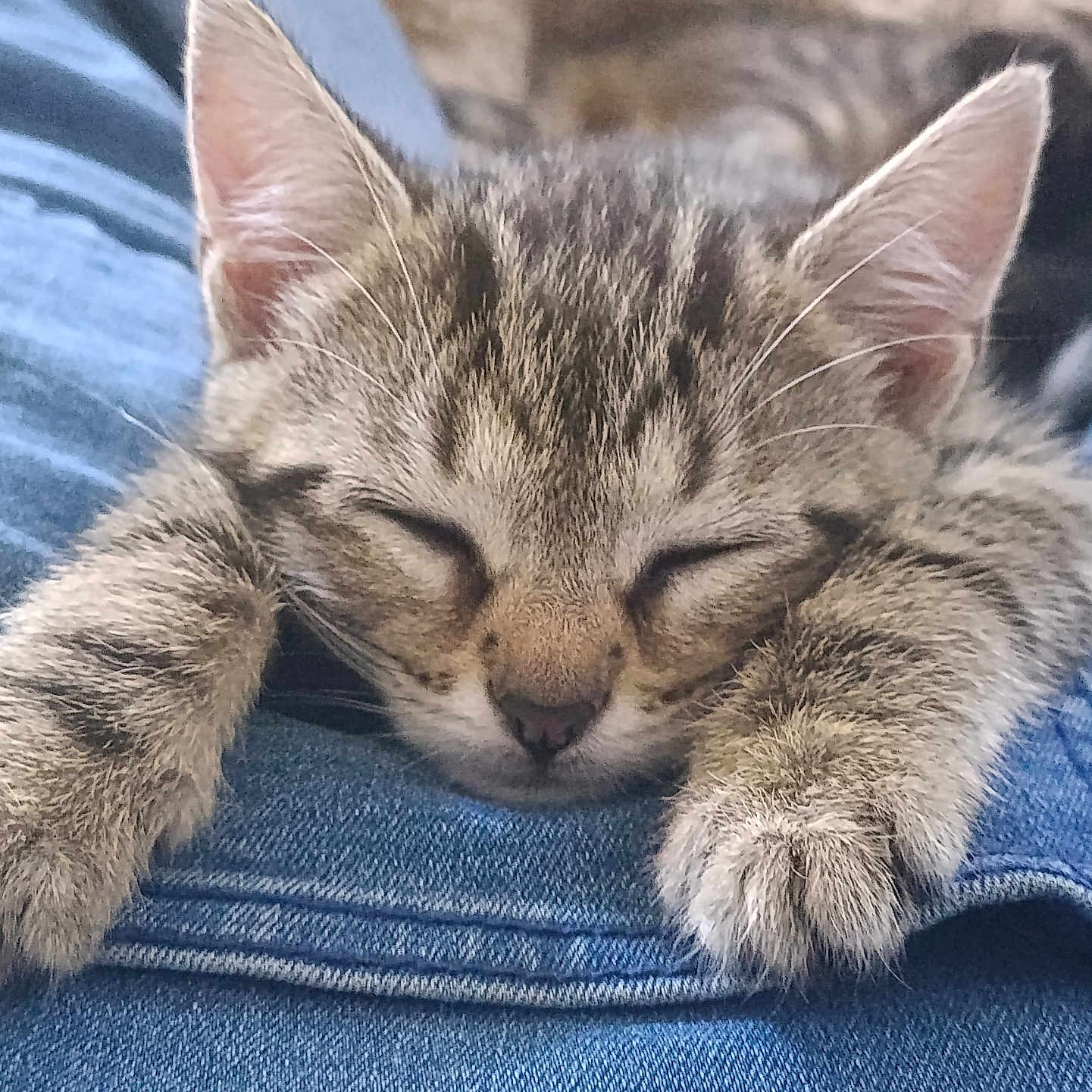 Simba
