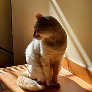 Minette participe au concours pour gagner de l'argent avec cette photo : cat, indoor, sunlight, shadow, tiles, wall, pet, feline, fur, domestic_animal, resting, light_and_shadow, quiet, calm, animal, sitting, side_view, cozy, warm_light, home