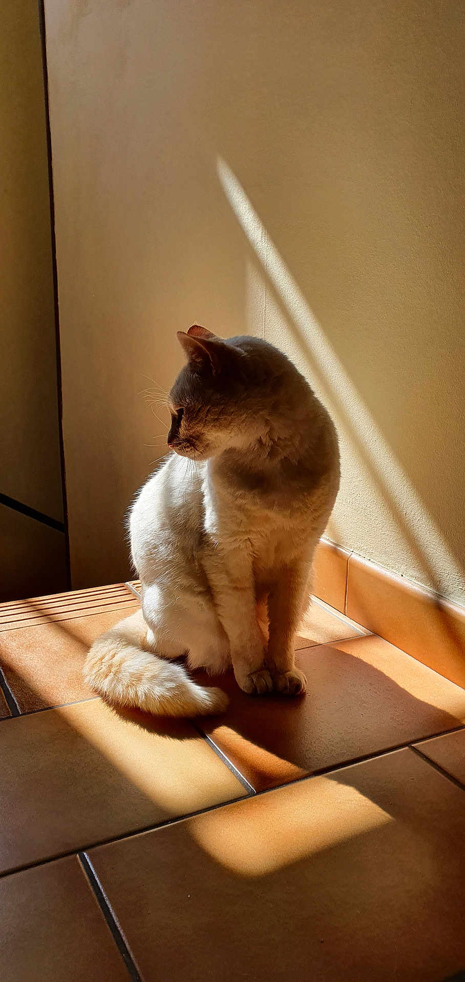 Minette participe au concours pour gagner de l'argent avec cette photo : cat, indoor, sunlight, shadow, tiles, wall, pet, feline, fur, domestic_animal, resting, light_and_shadow, quiet, calm, animal, sitting, side_view, cozy, warm_light, home