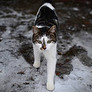 Heavy participe au concours pour gagner de l'argent avec cette photo : animal, cat, close_up, cold, focused, fur, green_eyes, ground, ice, mammal, nature, outdoor, pet, predator, snow, stray_cat, walking, whiskers, wildlife, winter