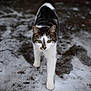 animal, cat, close_up, cold, focused, fur, green_eyes, ground, ice, mammal, nature, outdoor, pet, predator, snow, stray_cat, walking, whiskers, wildlife, winter