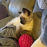 cat, kitten, siamese_cat, fluffy, cream_fur, dark_points, blue_eyes, pet, animal, indoor, couch, blanket, bedding, red_ball, toy, relaxed, sitting, close_up, portrait, cozy
