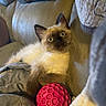 Kahleesi joined the competition — help win amazing prizes! cat, kitten, fluffy, blue_eyes, long_hair, pet, animal, indoors, blanket, bed, couch, red_ball, toy, playful, relaxed, sitting, portrait, close_up, cozy, home
