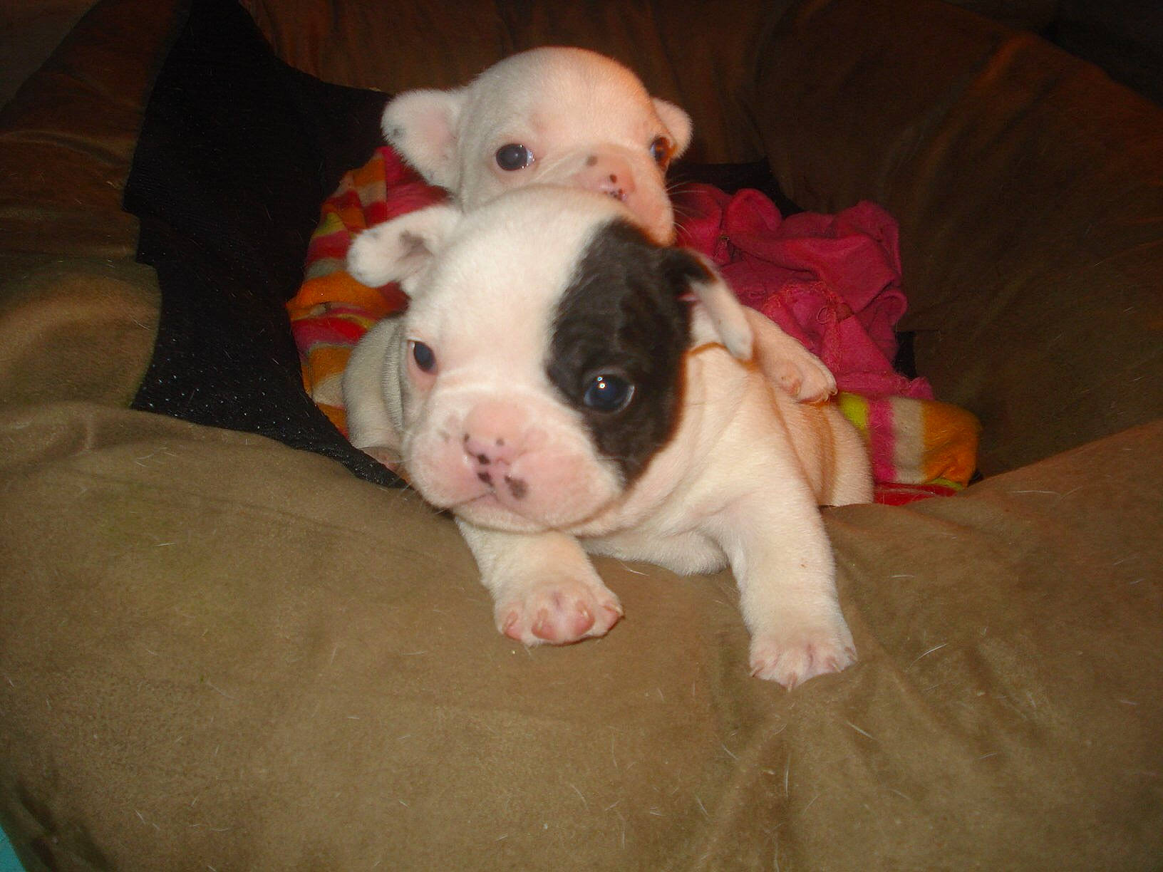 Scarface participe au concours pour gagner de l'argent avec cette photo : bulldog, canidae, carnivore, comfort, companion_dog, couch, dog, dog_breed, ear, fawn, fur, head, molosser, snout, sporting_group, terrestrial_animal, toy_dog, whiskers, working_animal, wrinkle