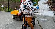 Elijah joined the competition — help win amazing prizes! child, boy, mickey_mouse, hoodie, bike, outdoor, play, toy_car, garden, concrete, pathway, fence, grass, plants, sneakers, smile, side_view, yard, daylight, casual_clothing