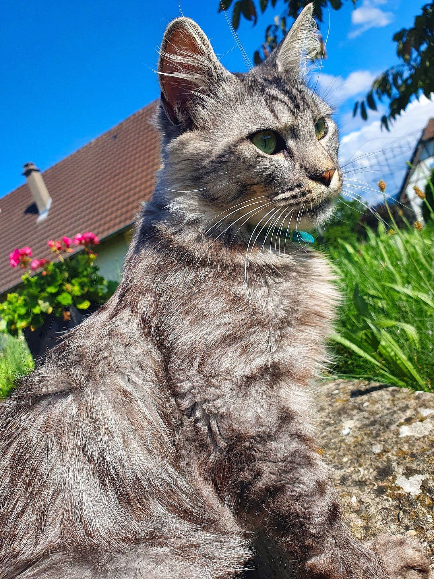 Ramses participe au concours pour gagner de l'argent avec cette photo : bobcat, carnivore, cat, cloud, domestic_short_haired_cat, eye, felidae, flower, fur, grass, lynx, plant, sky, small_to_medium_sized_cats, snout, tail, terrestrial_animal, tree, whiskers, wildlife