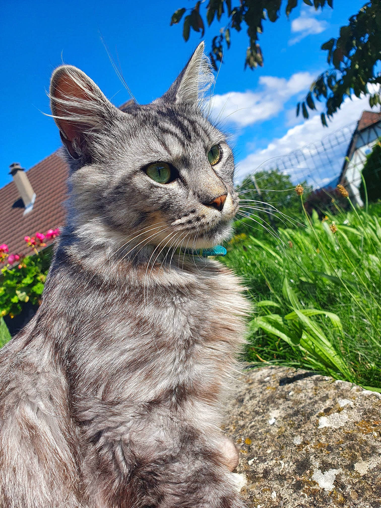Ramses participe au concours pour gagner de l'argent avec cette photo : bobcat, carnivore, cat, cloud, domestic_short_haired_cat, felidae, flower, fur, grass, lynx, plant, sky, small_to_medium_sized_cats, snout, soil, tail, terrestrial_animal, tree, whiskers, wildlife