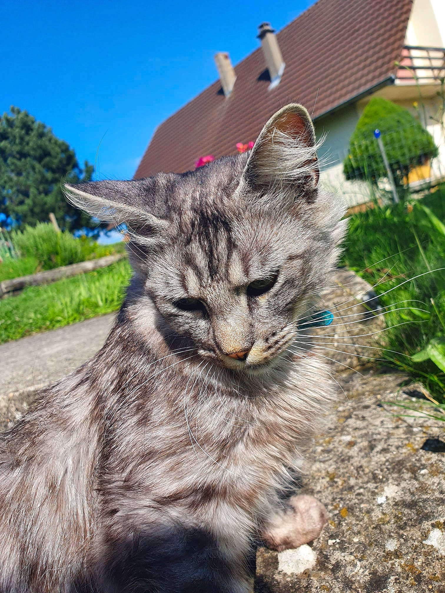 Ramses participe au concours pour gagner de l'argent avec cette photo : carnivore, cat, claw, domestic_short_haired_cat, fawn, felidae, fur, grass, groundcover, plant, shrub, sky, small_to_medium_sized_cats, snout, soil, tail, terrestrial_animal, tree, whiskers, wildlife