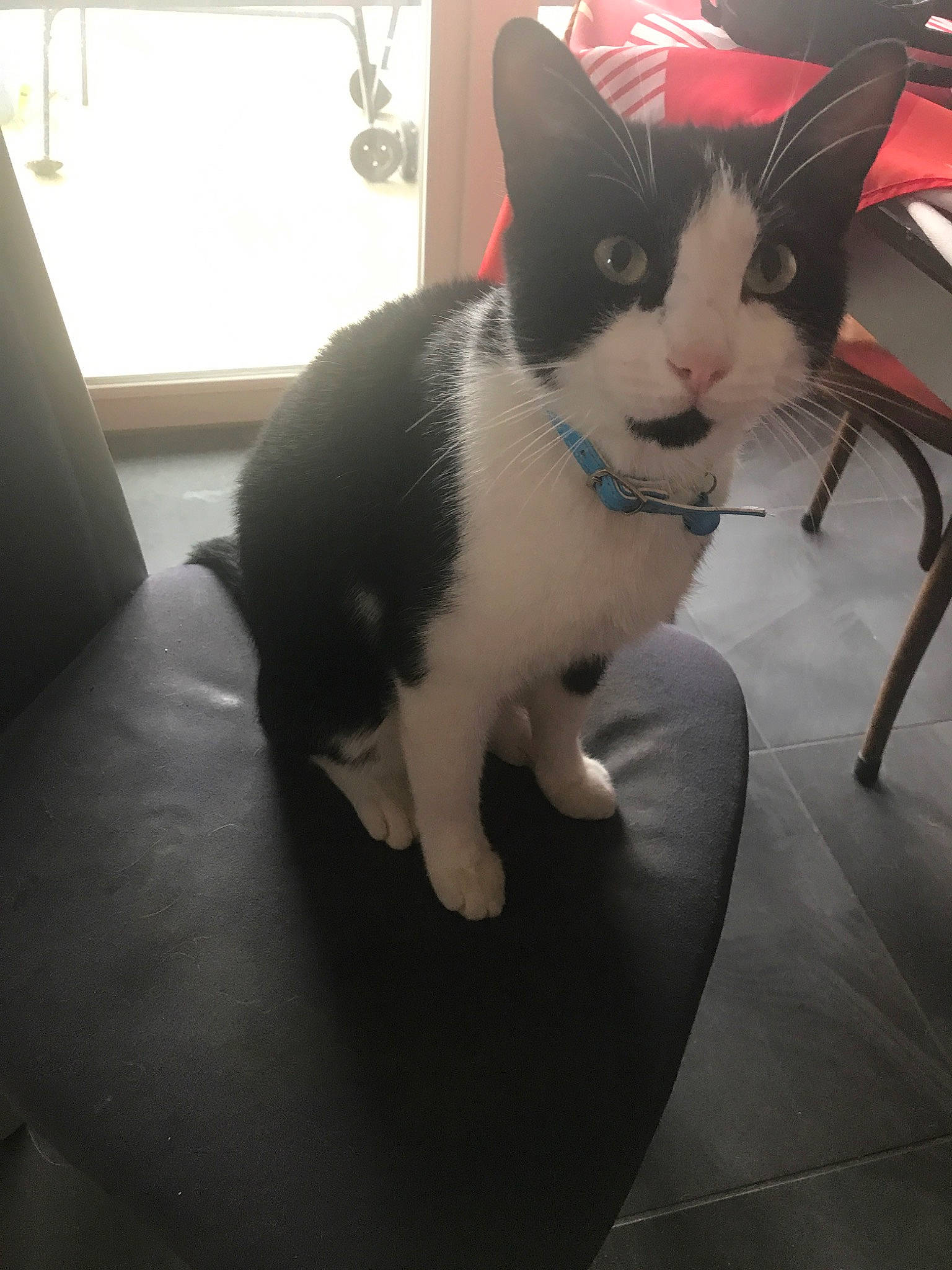 Oscar participe au concours pour gagner de l'argent avec cette photo : american_wirehair, black_and_white, carnivore, cat, chair, domestic_short_haired_cat, ear, eye, felidae, fur, japanese_bobtail, kitten, leg, polydactyl_cat, small_to_medium_sized_cats, snout, tail, whiskers, white