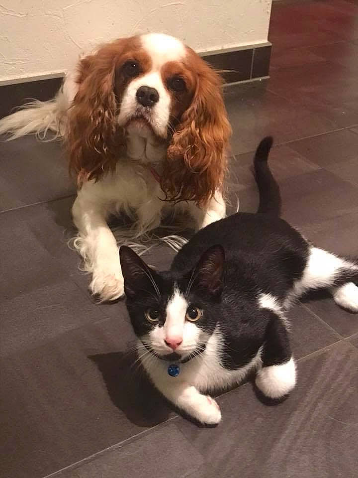 Oscar participe au concours pour gagner de l'argent avec cette photo : canidae, carnivore, cat, cavalier_king_charles_spaniel, cocker_spaniel, companion_dog, dog, dog_breed, english_springer_spaniel, fawn, felidae, king_charles_spaniel, mammal, paw, small_to_medium_sized_cats, snout, spaniel, sporting_group, vertebrate, whiskers