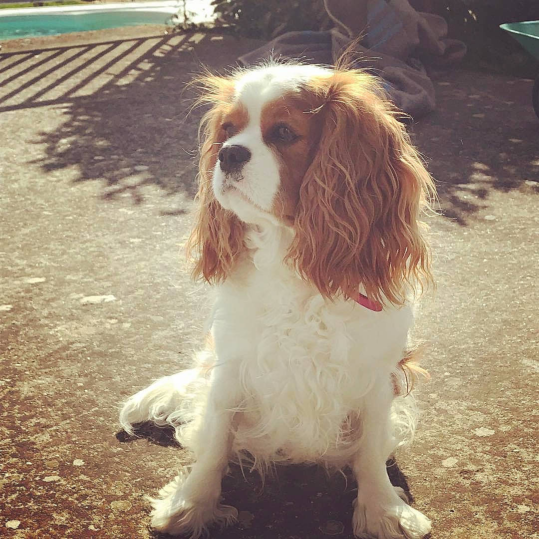 Marquise a rejoint le concours — aidez-le/la à gagner de superbes lots ! canidae, carnivore, cavalier, cavalier_king_charles_spaniel, cocker_spaniel, companion_dog, dog, dog_breed, fawn, french_spaniel, king_charles_spaniel, mammal, phalene, rare_breed_dog, russian_spaniel, snout, spaniel, sporting_group, toy_dog, vertebrate