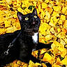 black_cat, cat, yellow_eyes, white_patch, autumn_leaves, yellow_leaves, fallen_leaves, outdoor, nature, fall, animal, pet, curious, leaves, close_up, forest_floor, wildlife, playful, whiskers, leash