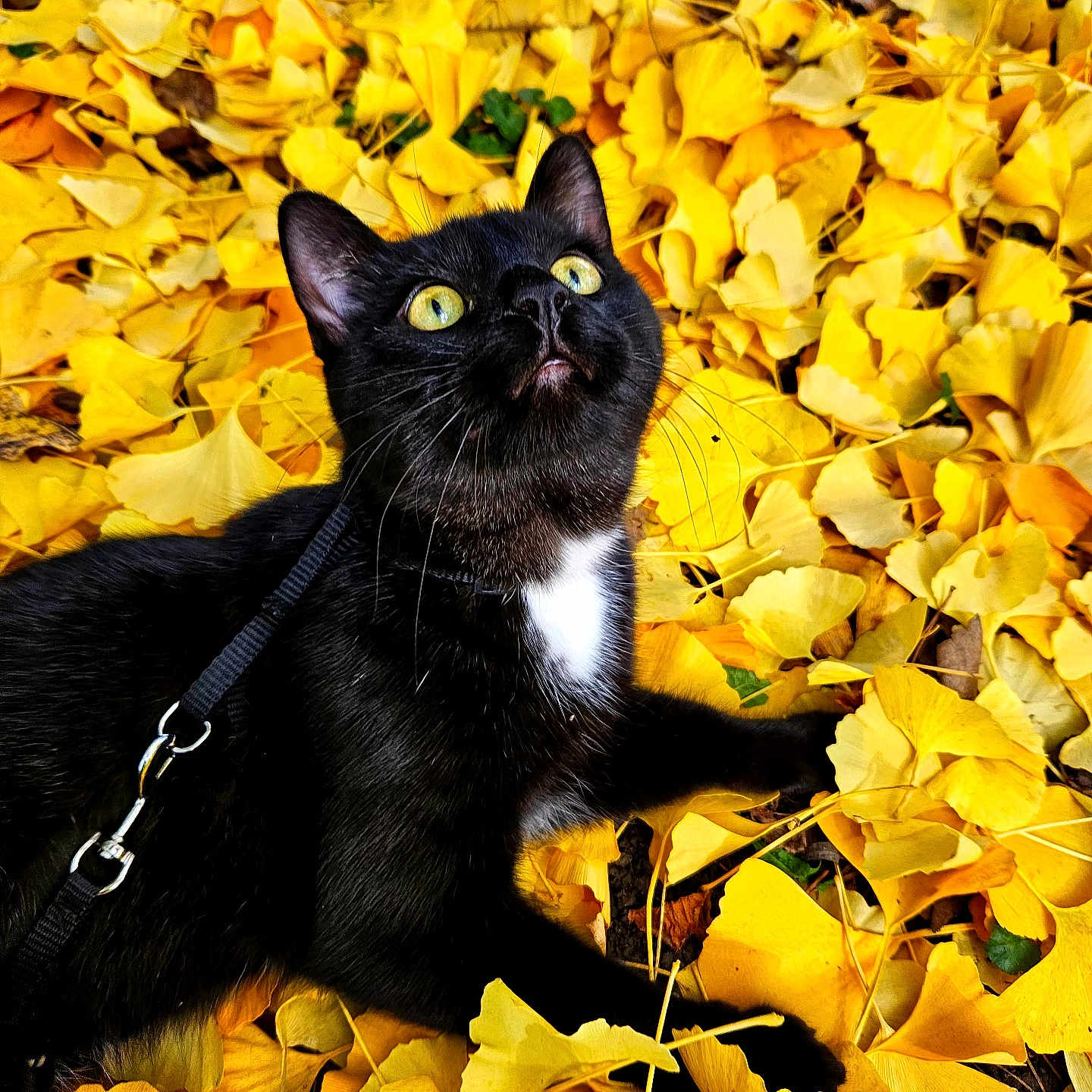 Oggy a rejoint le concours — aidez-le/la à gagner de superbes lots ! black_cat, cat, yellow_eyes, white_patch, autumn_leaves, yellow_leaves, fallen_leaves, outdoor, nature, fall, animal, pet, curious, leaves, close_up, forest_floor, wildlife, playful, whiskers, leash