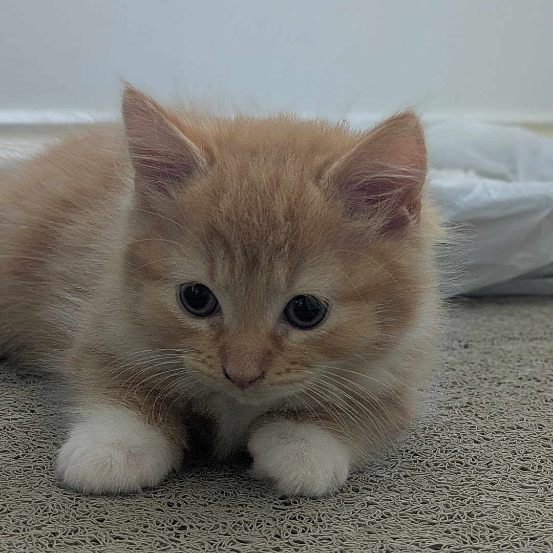 Sunny joined the competition — help win amazing prizes! adorable, animal, carpet, cat, close_up, curious, cute, ears, feline, fluffy, indoor, kitten, lying_down, orange_fur, pet, small, texture, whiskers, white_paws, young