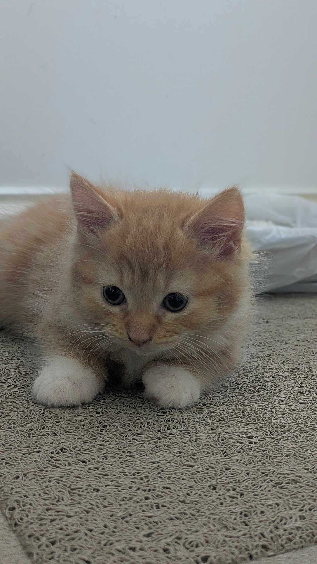 Sunny joined the competition — help win amazing prizes! kitten, cat, orange_fur, white_paws, pet, cute, fluffy, animal, young, indoor, carpet, texture, small, whiskers, ears, curious, lying_down, close_up, adorable, feline