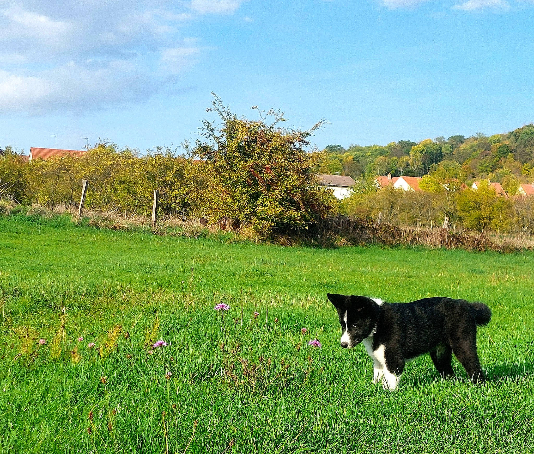 Texas a rejoint le concours — aidez-le/la à gagner de superbes lots ! carnivore, cat, cloud, felidae, field, flower, grass, grass_family, grassland, groundcover, herbaceous_plant, landscape, lawn, meadow, natural_landscape, people_in_nature, plant, shrub, sky, tree