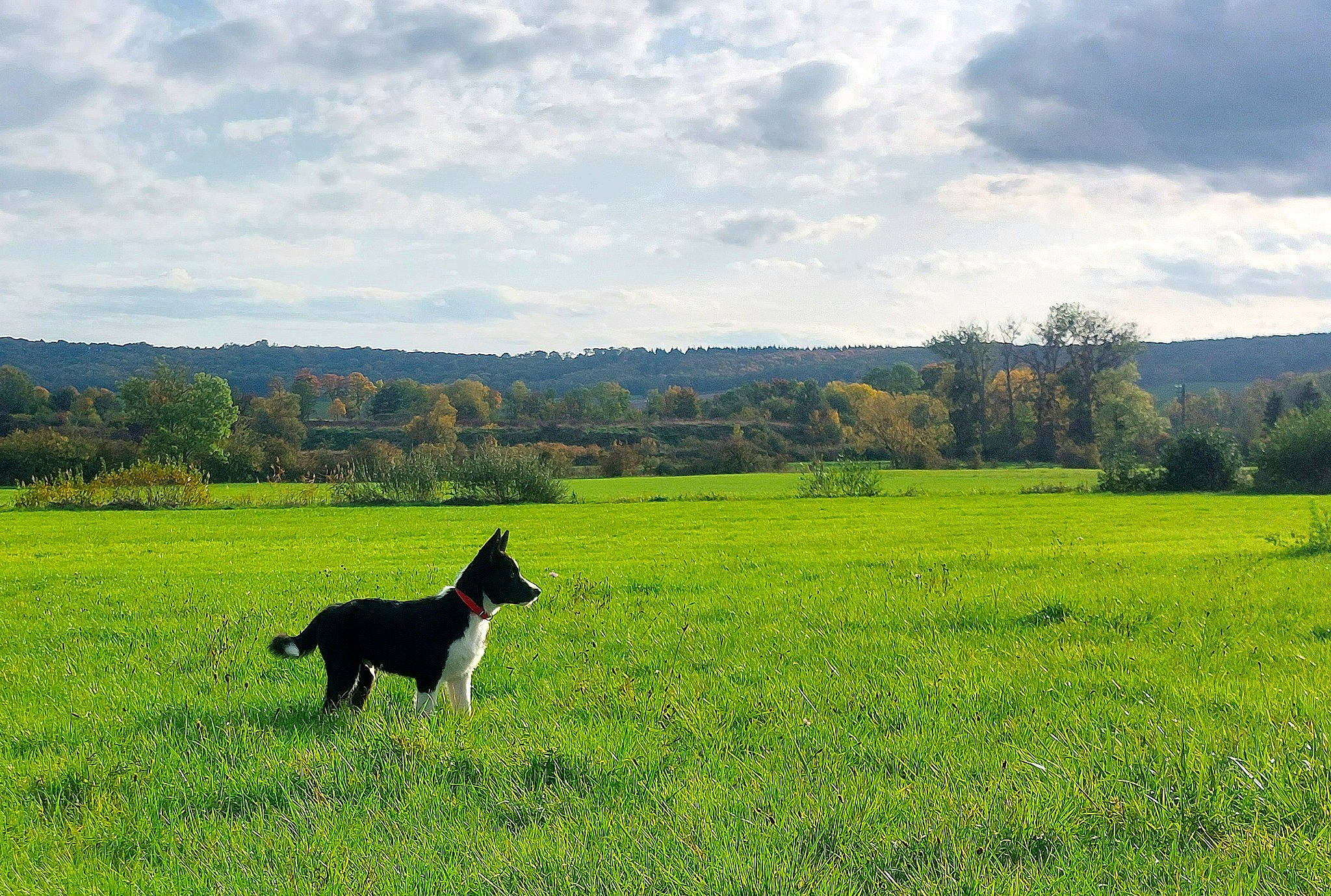Texas participe au concours pour gagner de l'argent avec cette photo : carnivore, cloud, cumulus, dog, dog_breed, field, grass, grassland, green, landscape, meadow, natural_landscape, people_in_nature, plain, plant, prairie, rural_area, sky, sporting_group, tree