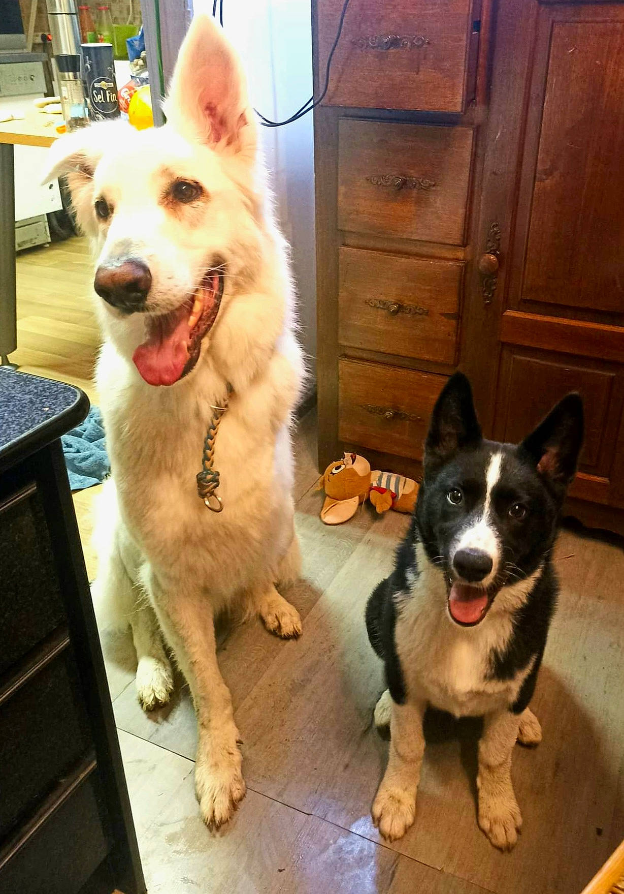 Texas participe au concours pour gagner de l'argent avec cette photo : cabinetry, canidae, carnivore, collar, companion_dog, dog, dog_breed, dog_collar, door, drawer, dresser, flooring, fur, happy, hardwood, paw, snout, sporting_group, tail, wood