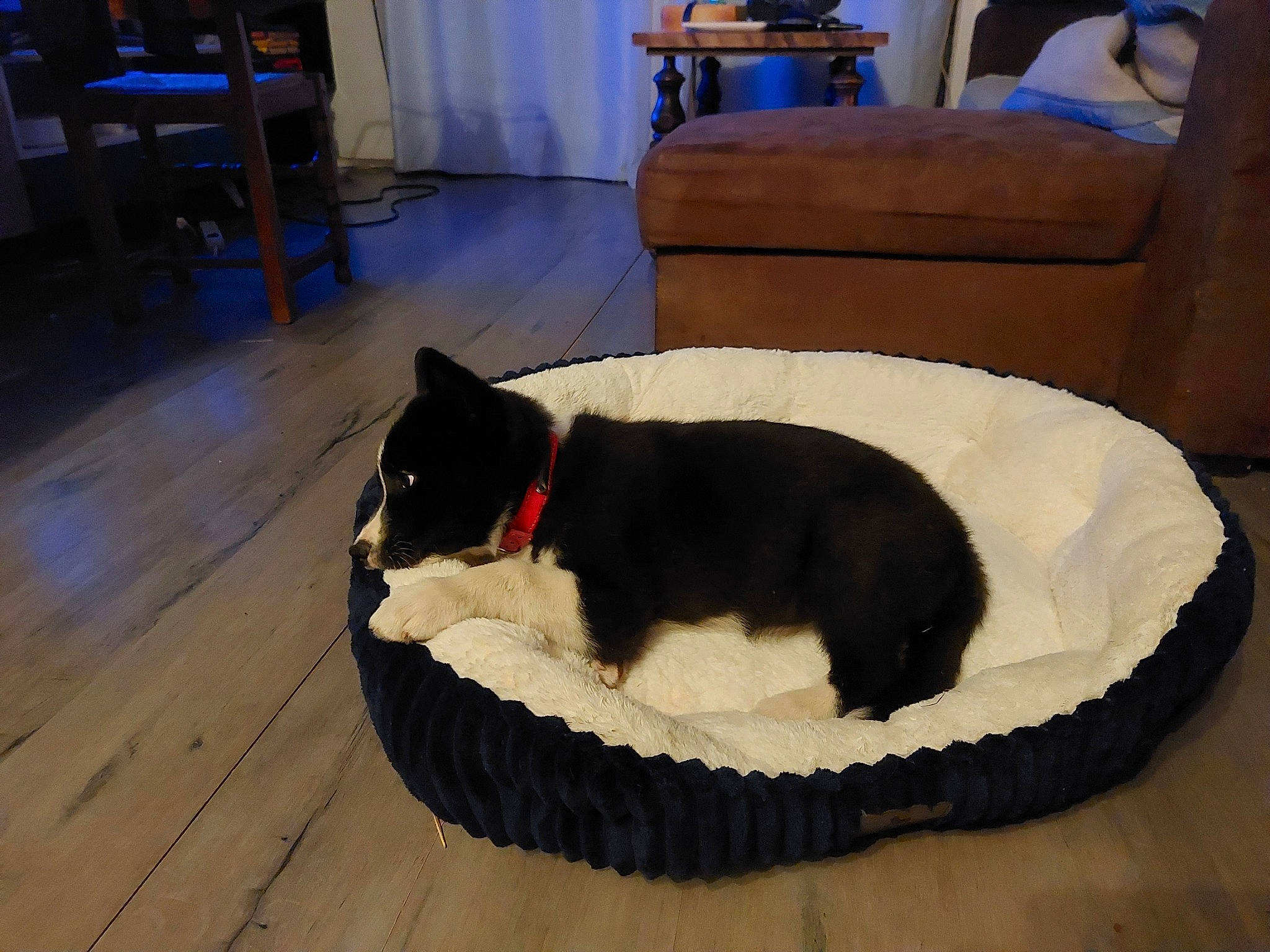 Texas a rejoint le concours — aidez-le/la à gagner de superbes lots ! carnivore, chair, collar, comfort, companion_dog, couch, dog, dog_breed, dog_supply, felidae, floor, flooring, hardwood, living_room, pet_supply, small_to_medium_sized_cats, snout, studio_couch, tail, wood