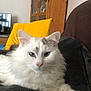 Gamin a rejoint le concours — aidez-le/la à gagner de superbes lots ! cat, white_cat, blue_eyes, fluffy, pet, indoor, blanket, cushion, furniture, wooden_cabinet, living_room, relaxed, close_up, domestic_animal, soft_texture, cozy, resting, animal_face, portrait, home_decor