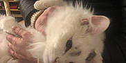 Gamin a rejoint le concours — aidez-le/la à gagner de superbes lots ! cat, white_cat, fluffy, pet, indoor, person, hands, black_jacket, television, cat_tree, cozy, animal, feline, domestic_cat, fur, whiskers, relaxing, holding, home, companion