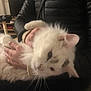 animal, black_jacket, cat, cat_tree, companion, cozy, domestic_cat, feline, fluffy, fur, hands, holding, home, indoor, person, pet, relaxing, television, whiskers, white_cat
