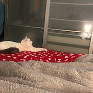 Gamin a rejoint le concours — aidez-le/la à gagner de superbes lots ! cat, white_cat, bedroom, blanket, red_blanket, heart_pattern, furniture, wardrobe, lamp, reflection, remote_control, cozy, furry, pet, indoor, relaxed, lying_down, soft_texture, sleepy, home