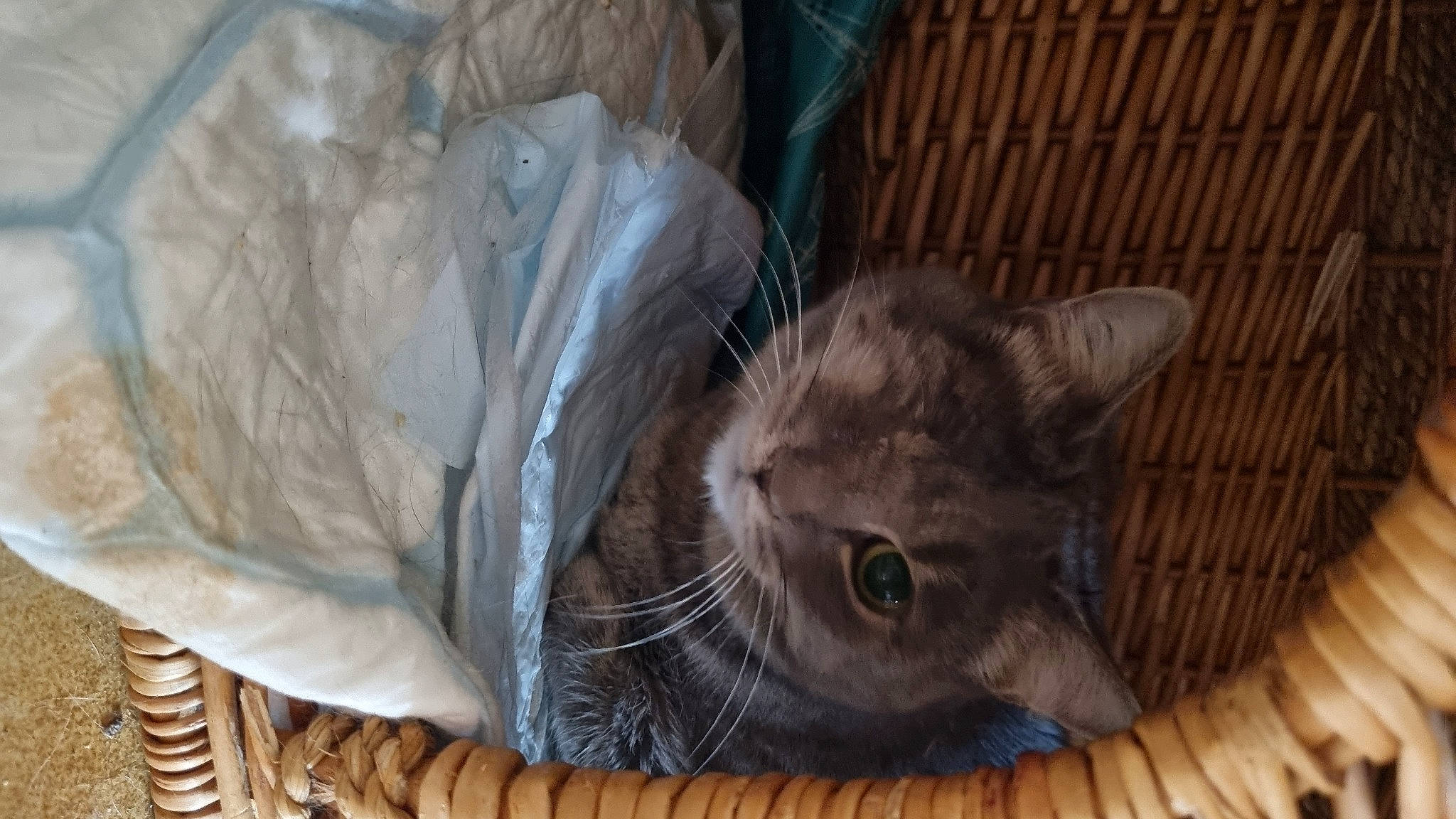 Ursuline a rejoint le concours — aidez-le/la à gagner de superbes lots ! basket, carnivore, cat, cat_bed, cat_supply, comfort, domestic_short_haired_cat, fawn, felidae, fur, paper_bag, plastic_bag, small_to_medium_sized_cats, snout, tail, terrestrial_animal, whiskers, wood