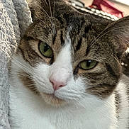 Maybelline is registered to the contest to win money with this photo: animal, blanket, cat, close_up, closeup, ear, feline, fur, green_eyes, indoor, lying_down, nose, pet, portrait, relaxed, soft_light, tabby, texture, whiskers, white_fur