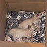 kittens, cats, sleeping, curled_up, three_animals, cardboard_box, blanket, paw_prints, indoors, cozy, cute, furry, tabby, cream_colored, kitten, resting, nap, animal_group, pet, photography