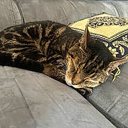 Lewis participe au concours pour gagner de l'argent avec cette photo : cat, tabby, sleeping, couch, pillow, indoor, pet, feline, resting, cozy, fur, closeup, domestic_animal, home, comfort, relaxation, animal, cute, whiskers, nap