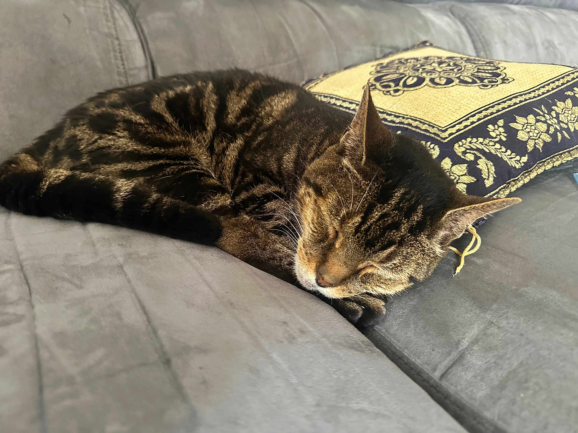 Lewis participe au concours pour gagner de l'argent avec cette photo : cat, tabby, sleeping, couch, pillow, indoor, pet, feline, resting, cozy, fur, closeup, domestic_animal, home, comfort, relaxation, animal, cute, whiskers, nap