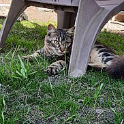 Jacky a rejoint le concours — aidez-le/la à gagner de superbes lots ! cat, tabby, grass, plastic_chair, outdoor, animal, pet, feline, resting, nature, greenery, curious, paw, ears, eyes, ground, sunlight, shadow, relaxing, closeup